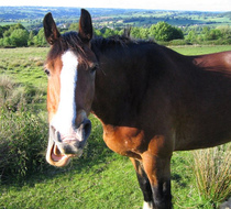 horse mouth